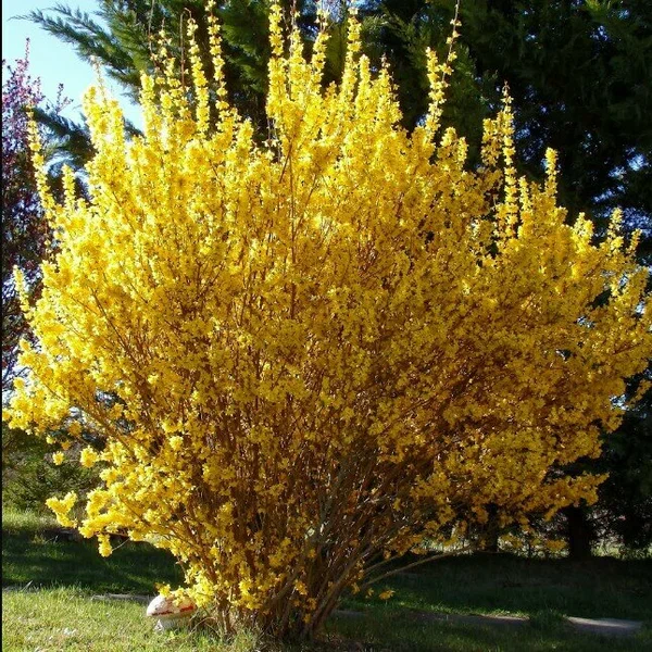 Форзиция промежуточная (Forsythia intermedia) "Spectabilis"