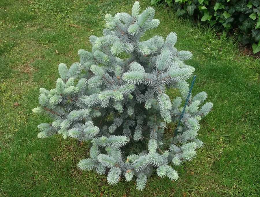 Ель колючая "Blue Diamond"