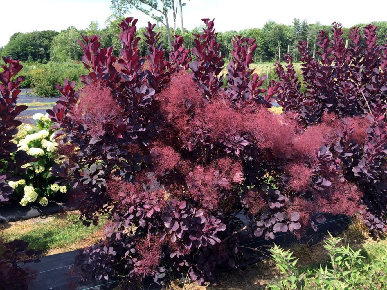 Скумпия обыкновенная (Cotinus coggýgria) «Royal Purple»