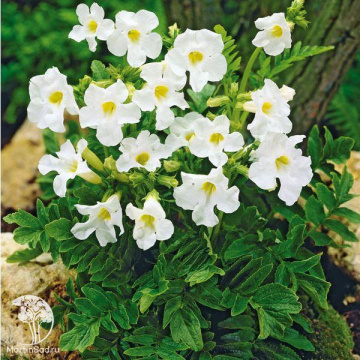 Инкарвиллея Делавея (Incarvillea delavayi)"Snowtop"