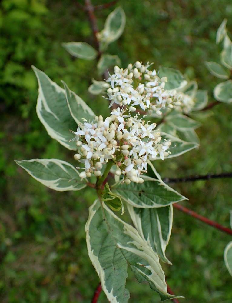 Дёрен белый            (Cornus alba)  "Argenteomarginata"