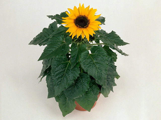 Подсолнечник летний(Helianthus annuus)"Choco Sun"
