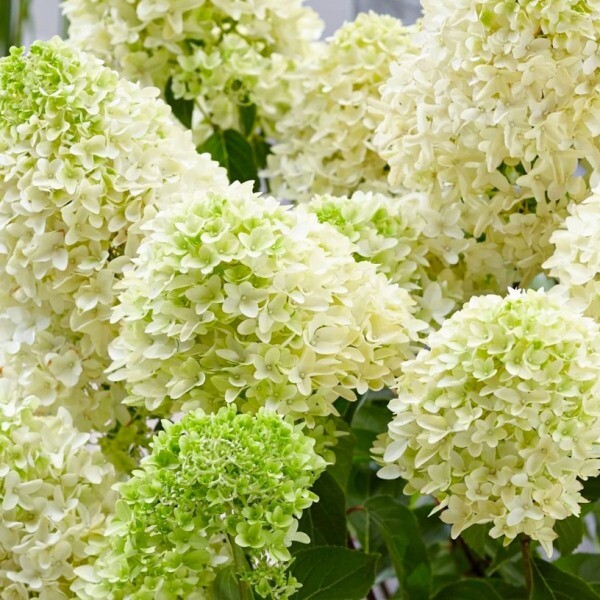 Гортензия метельчатая “Skyfall”