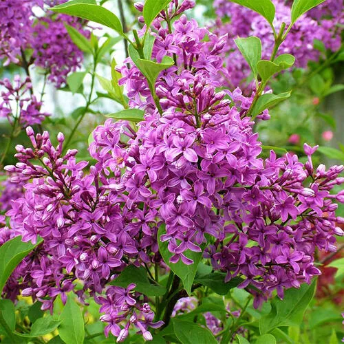 Сирень китайская (Syringa chinensis) «Saugeana»