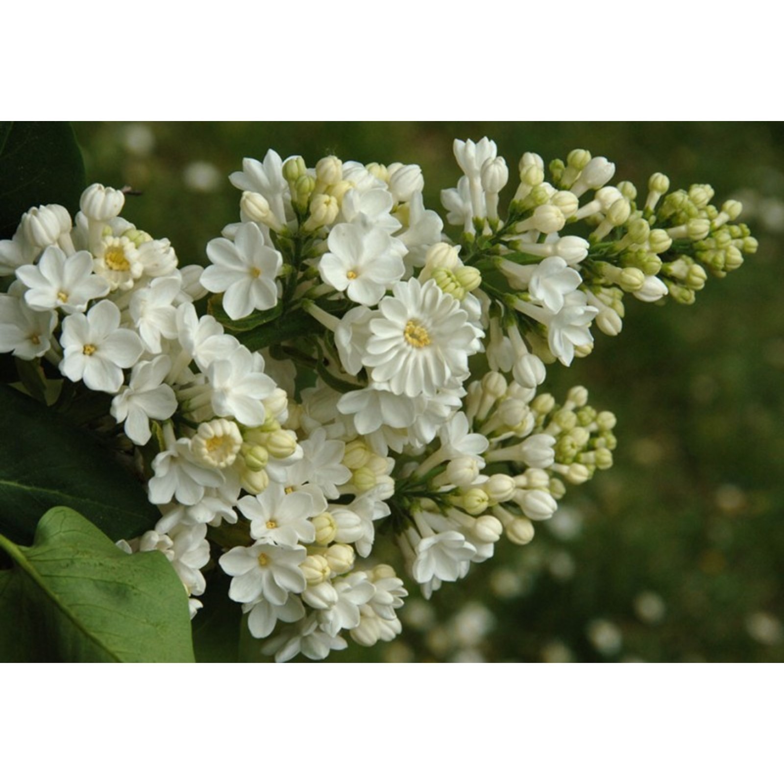 Сирень обыкновенная (Syringa vulgaris) «Rochester»