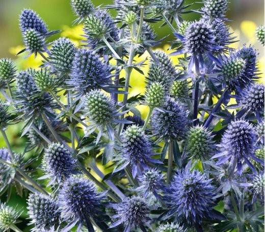 Эрингиум плосколистный