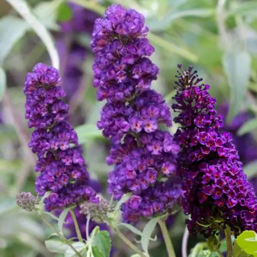 Буддлея Давида (Buddleja davida) «Black Knight»
