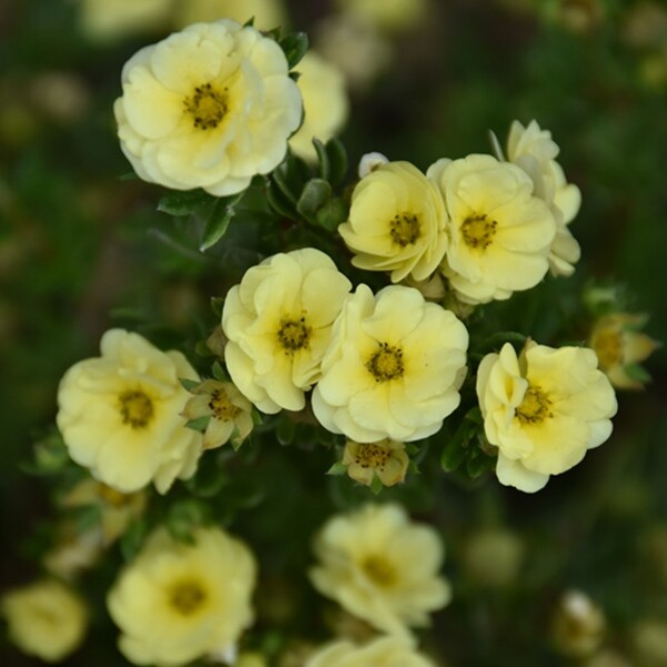 Лапчатка кустарниковая (Potentilla fruticosa) «Lemon Meringue»