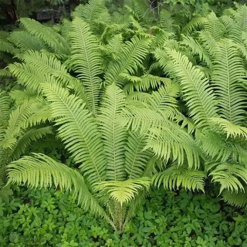 Страусник обыкновенный (Matteuccia struthiopteris)