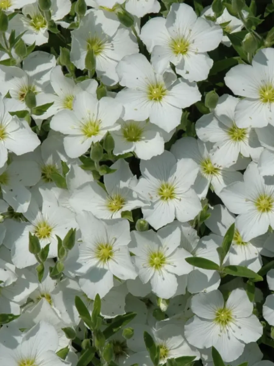 Аренария (Arenaria)  «Montana»