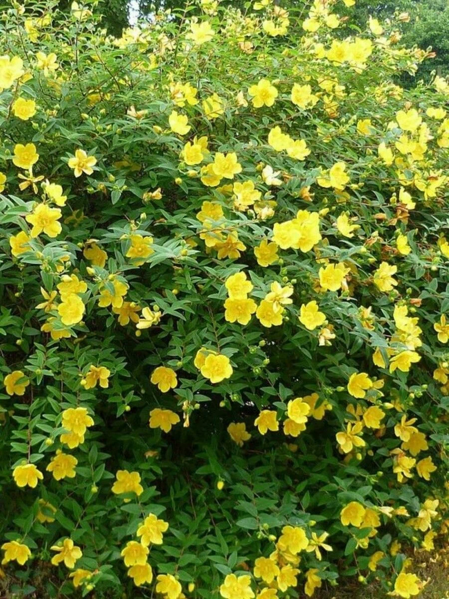 Зверобой кустарниковый (Hypericum)         "Hidcote"