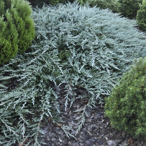 Можжевельник горизонтальный (Juniperus horizontalis)                      Bar Harbor