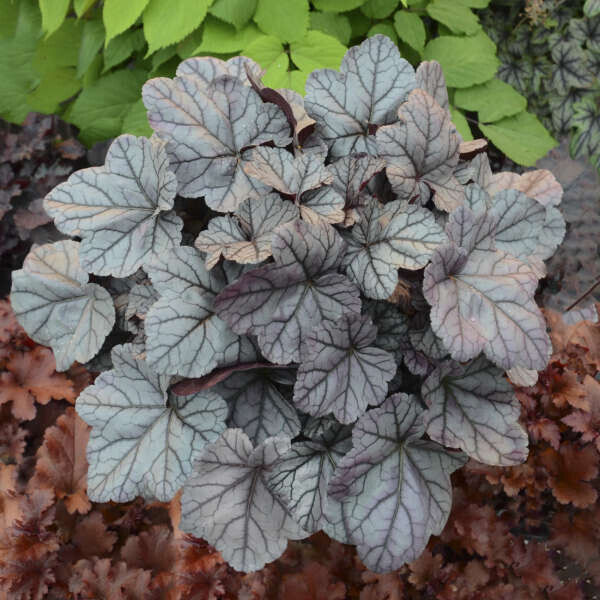 Гейхера (Heuchera) «Rose Quartz»