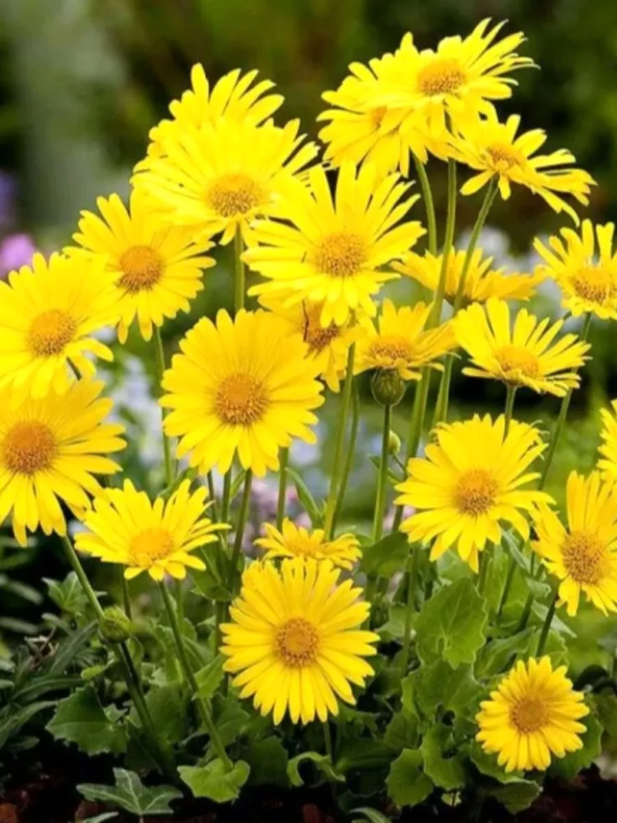 Дороникум восточный (Doronicum orientale) "Little Leo"