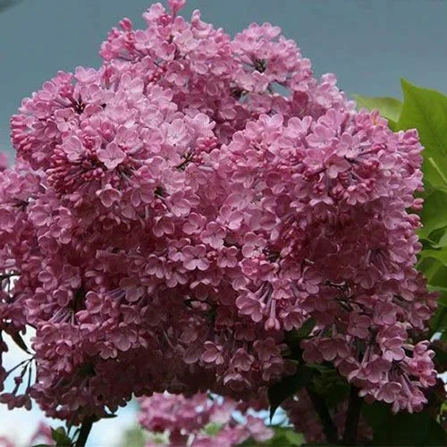 Сирень гиацинтовая "Maiden`s Blush"