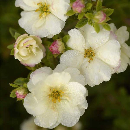 Лапчатка кустарниковая (Potentilla fruticosa) 'Double Punch Cream'