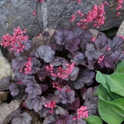 Гейхера (Heuchera) «Regina»