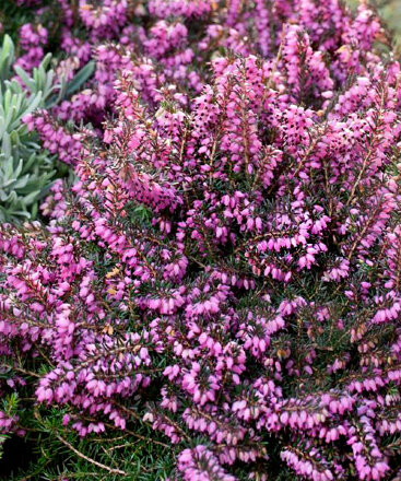 Эрика дарленская "Kramer's Rote"