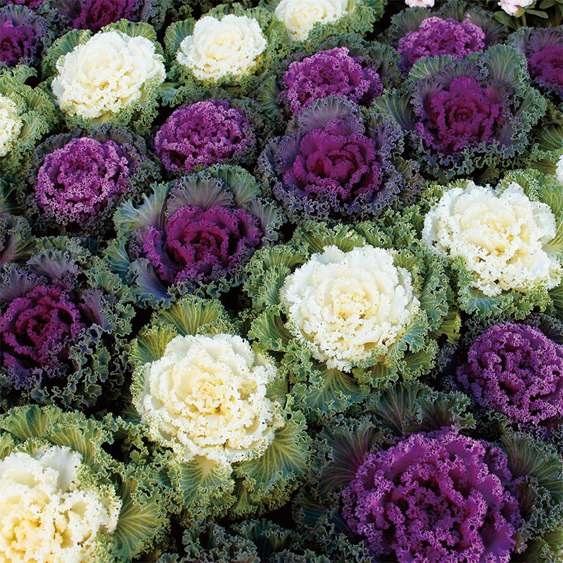 Капуста декоративная (Brassica oleracea)«Нагойя микс»