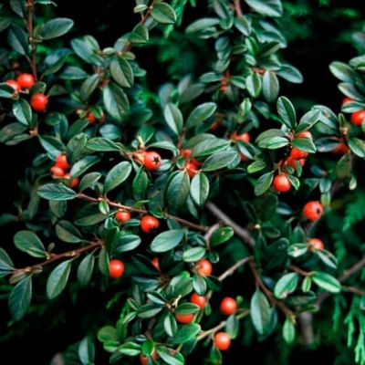 Кизильник (Cotoneaster) Даммера "Mooncreeper"