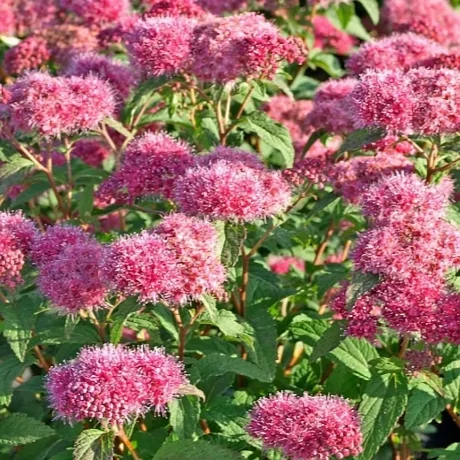 Спирея японская (Spiraea japonica)           "Superstar"