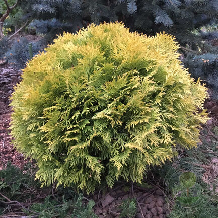 Туя западная (Thúja occidentális) «Mirjam»