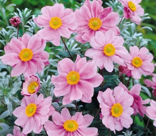 Анемона гибридная «Serenade»