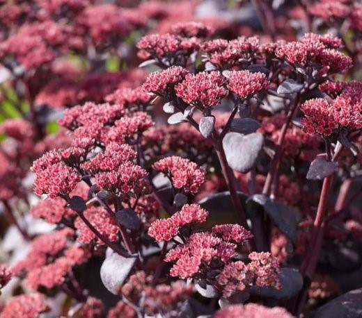 Очиток (Sedum)«Sunsparkler Blue Elf»