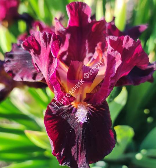 Волшебная сказка