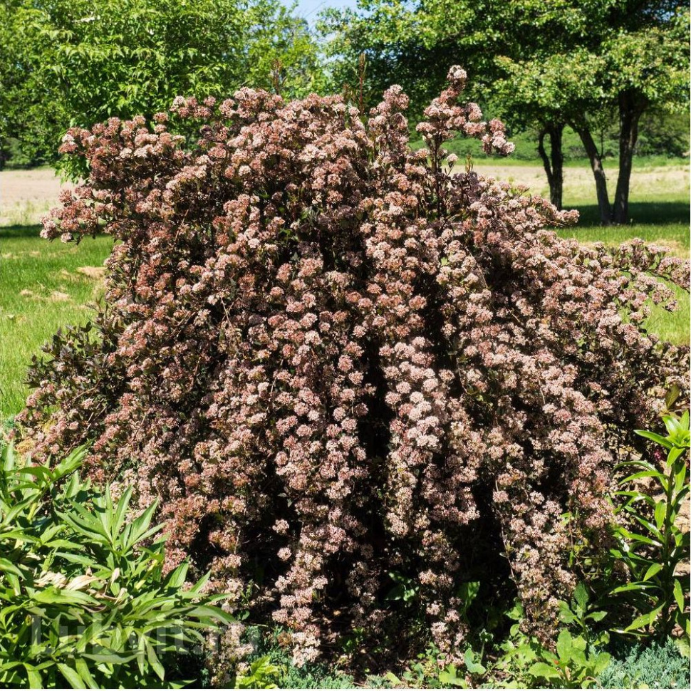 Пузыреплодник калинолистный (Physocarpus opulifolius)                 “Little Devil”