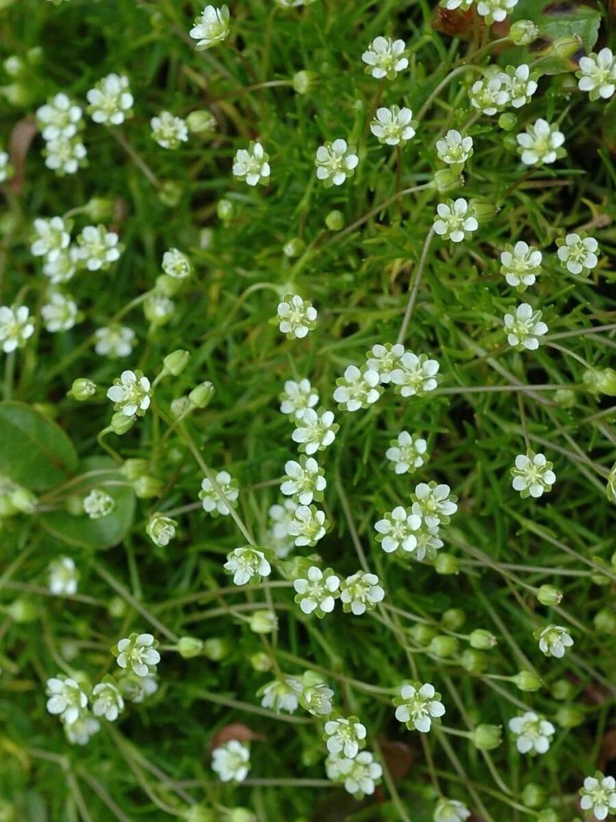 Мшанка (Sagina subulata) "Green Moss"