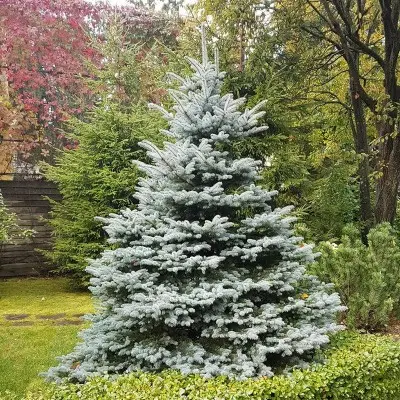Ель колючая (Picea pungens) 'Royal Blue'