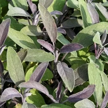 Сальвия или шалфей (Salvia) "Purpurascens"