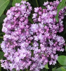 Сирень  обыкновенная (Syringa vulgaris) "Павлинка"