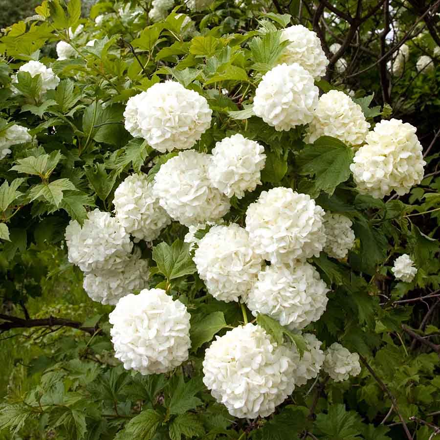 Калина обыкновенная (Viburnum opulus)«Pohjan Neito»