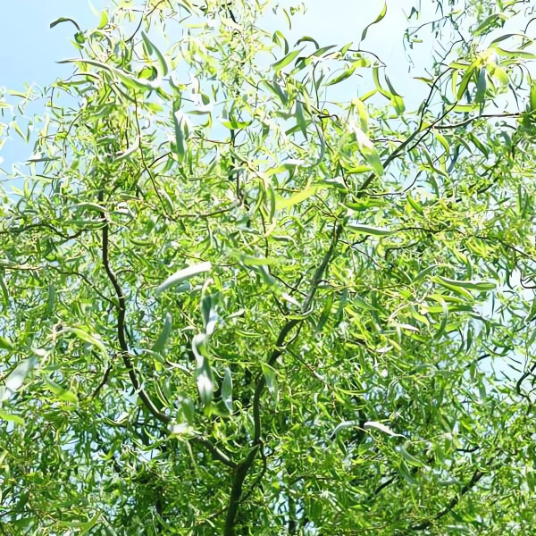 Ива "Свердловская извилистая 2" (ком)