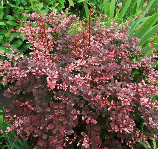 Барбарис Тунбергера (Berberis thunbergii) “Harlequin”