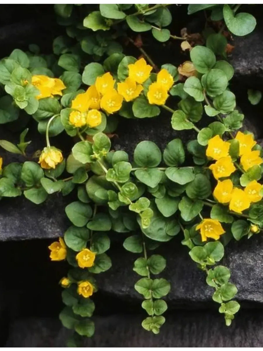 Вербейник монетчатый (Lysimachia nummularia)