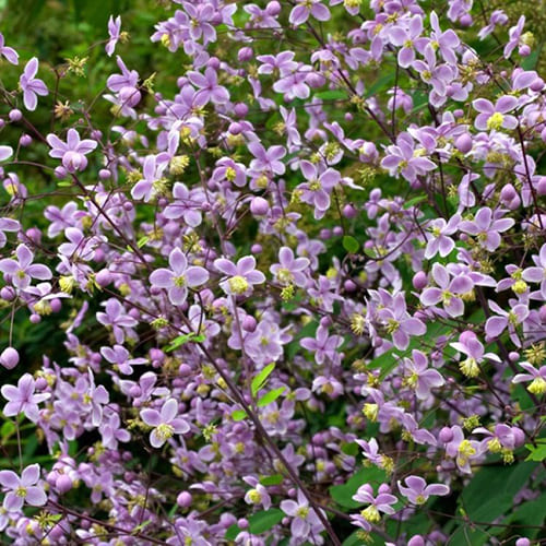 Василистник рохебрунский