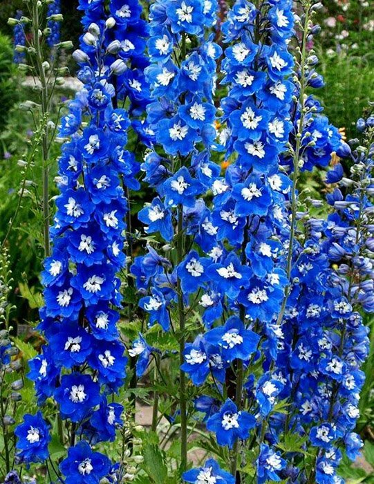 Дельфиниум (Delphinium) Pacific «King Arthur»
