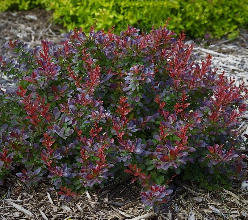 Барбарис Тунберга (Berberis thunbergii) «Cabernet»