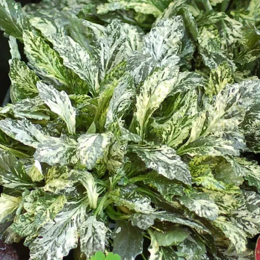 Живучка ползучая (Ajúga réptans) «Sparkler»