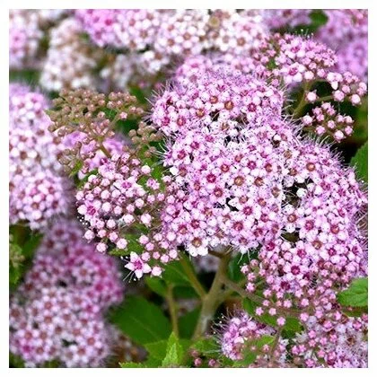 Спирея японская (Spiraea japonica)  'Лилипутовая'