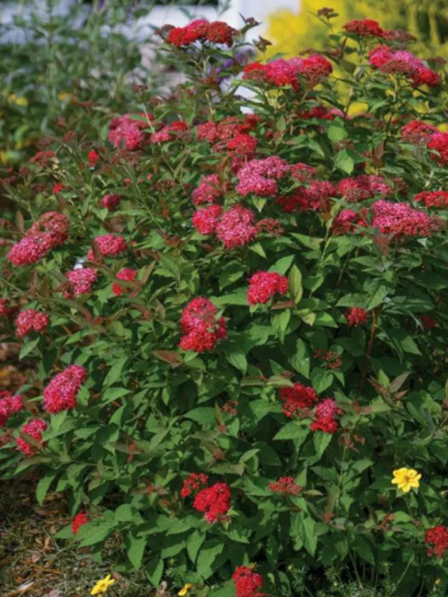 Спирея японская "Double Play Red"