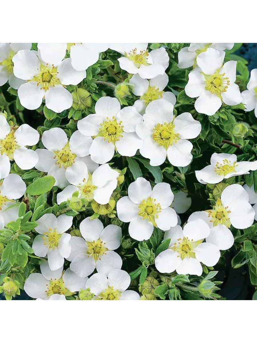 Лапчатка кустарниковая (Potentilla fruticosa) «Snow flake»