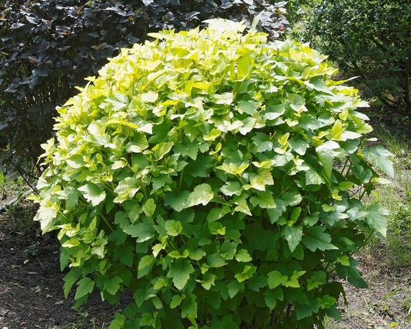 Пузыреплодник калинолистный (ком)