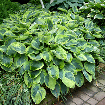 Tokudama Flavocircinalis