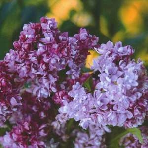Сирень обыкновенная (Syringa vulgaris) «Колхозница»