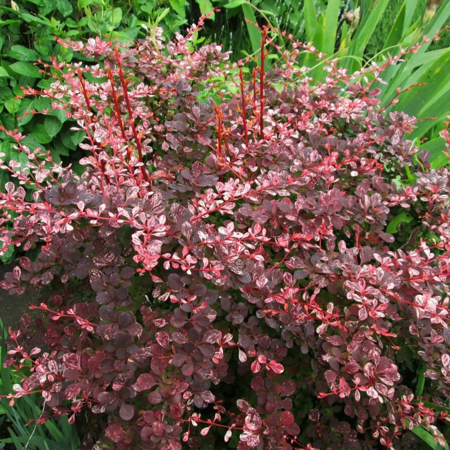 Барбарис тунберга (Berberis thunbergii) «Flamingo»