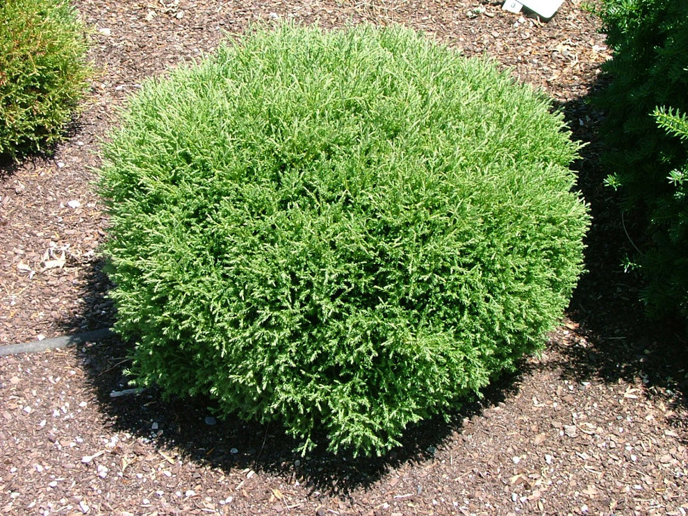 Туя западная (Thuja occidentalis) «Mr. Bowling Ball»